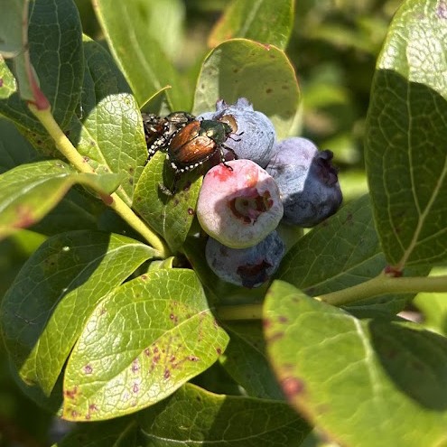 A Japanese beetle feeds on blueberry fruit. 